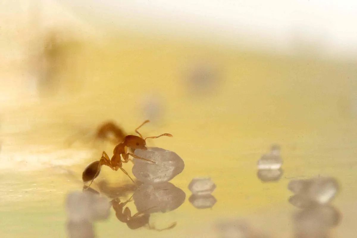 A small golden yellow Pharaoh ant worker holding a single clear sugar crystal in its jaws