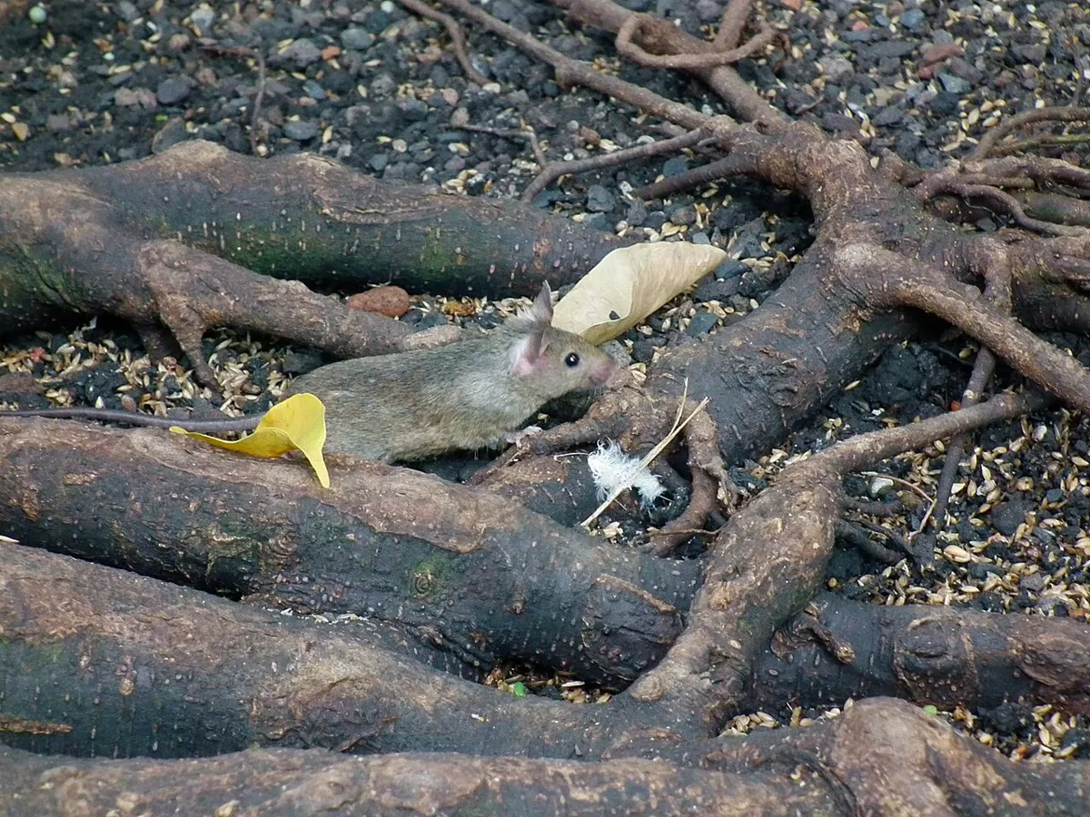 Ratón doméstico trepando por unas raíces de árbol
