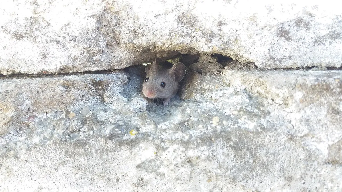 Ratón asomado en un hueco entre las piedras de una pared