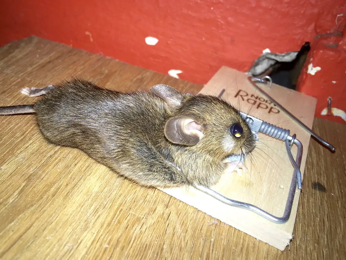House mouse caught in a snap trap set on the floor