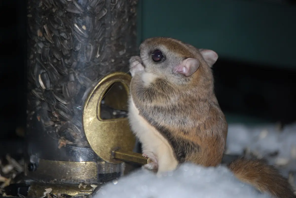 Southern flying squirrel with large dark eyes on a feeder at night