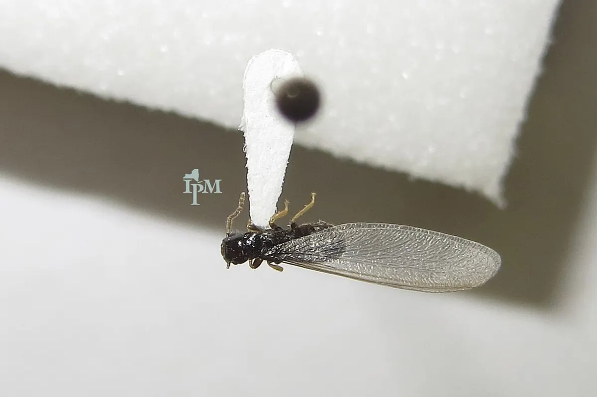 A dark termite swarmer with long pale wings of equal length, pinned on white foam for identification
