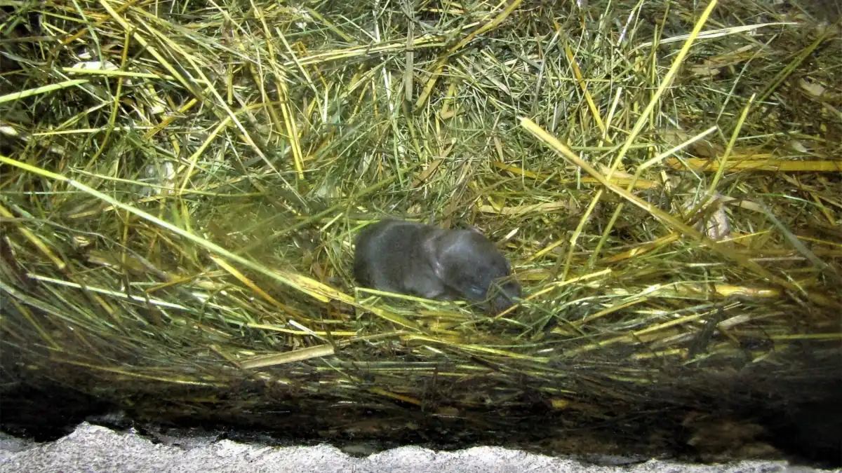 Young brown rat with a large head and feet compared to its body